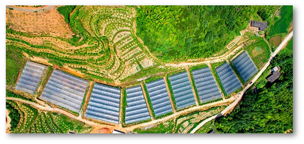 智慧大棚解决方案